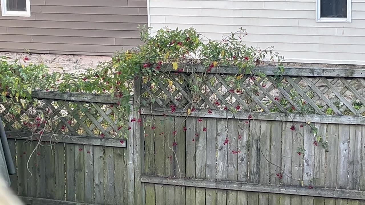Mice 🐭🐁 playing & eating berries in the city 🏙️