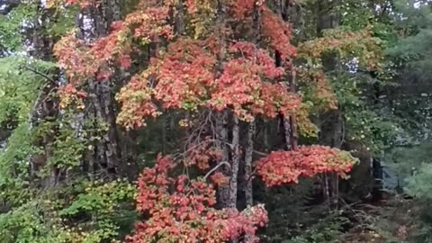 Fall Foliage