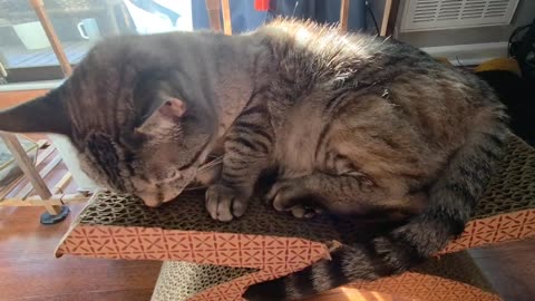 Adorable Cat Relaxing in the Shade on Its Favorite Cat Scratcher