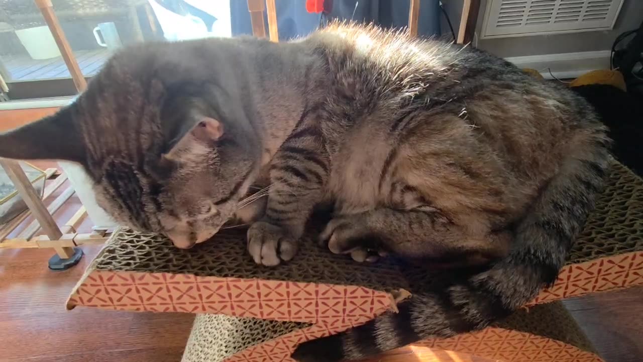 Adorable Cat Relaxing in the Shade on Its Favorite Cat Scratcher
