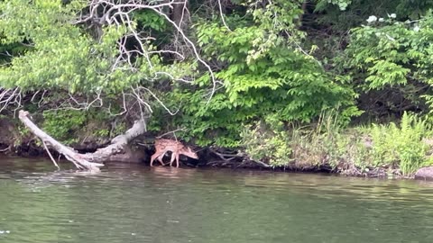 Kind Man Rescues a Baby Deer