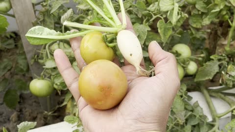 Tomato harvesting from terrace garden