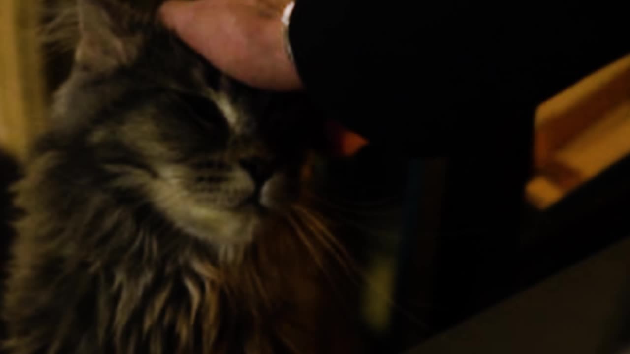 Witchboard l The cat always knows where the darkness hides l Buy or Rent Now