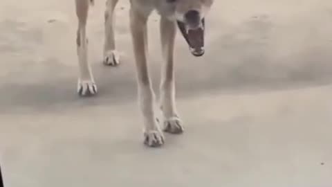 😱🐺 This Rabid Coyote Will Give You Chills | TheHauntingHour