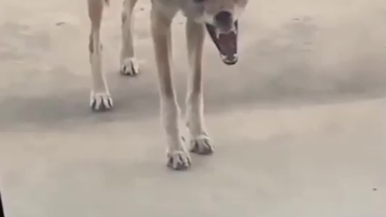 😱🐺 This Rabid Coyote Will Give You Chills | TheHauntingHour