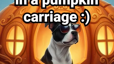 Just a regular Tuesday — in a pumpkin carriage #anxietyrelief #cat #lofihiphop #halloweendecor