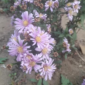Chrysanthemums in November