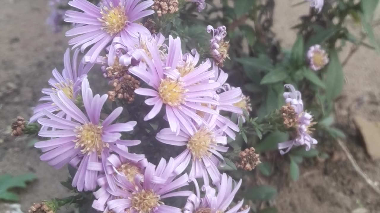 Chrysanthemums in November