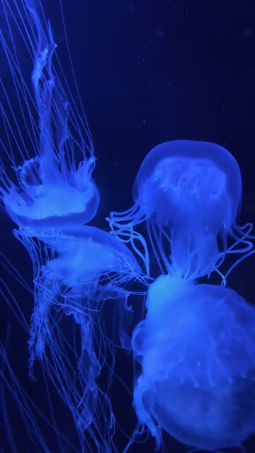 Mystical Jellyfish: Nature’s Glowing Tentacles in 4K