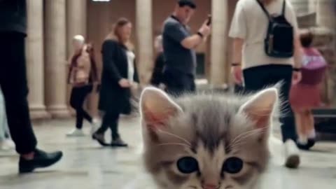 London cat
