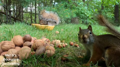 Squirrel 🐿️ flying into my camera #pet adventure MeoWnMore