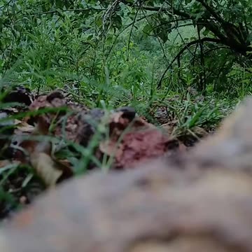 Cartel Wars | Check Description (Oddly enough the US now has a spy plane in their airspace)