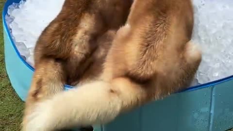 😮✨ Siberian Huskies & Poodle Chill in Ice Cubes! You Won't Believe How Relaxed They Look | FeedMyCur
