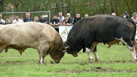 Bijeli od Čulića vs Brizan od Drinića Bronzani Majdan 2025