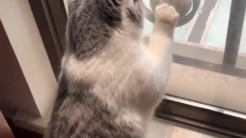 "Little Bird Challenges Big Cat; you want to catch me but you can't."