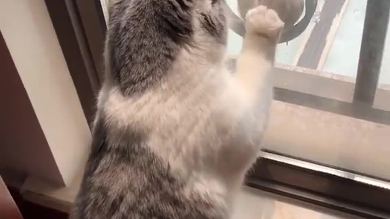 "Little Bird Challenges Big Cat; you want to catch me but you can't."