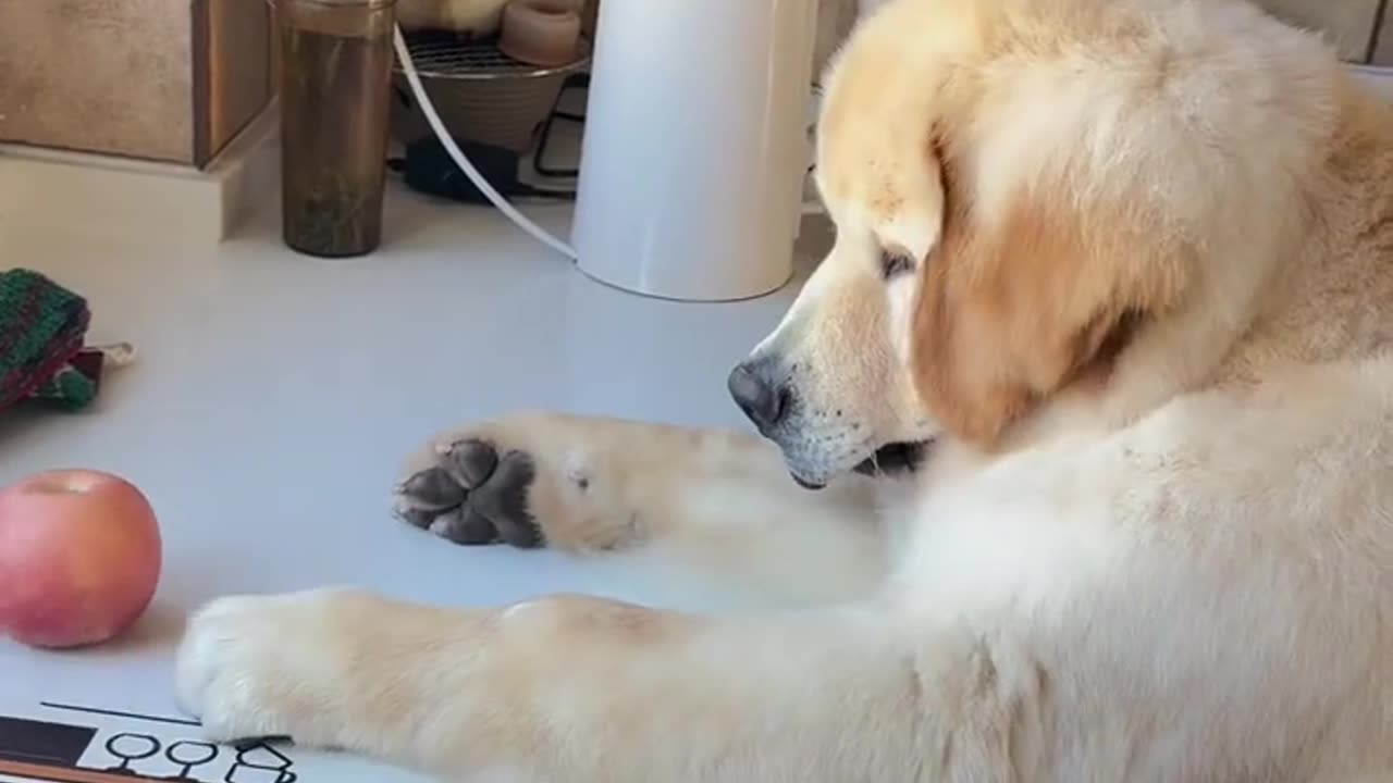 Doggo Tries to Eat an Apple 🍎🐶