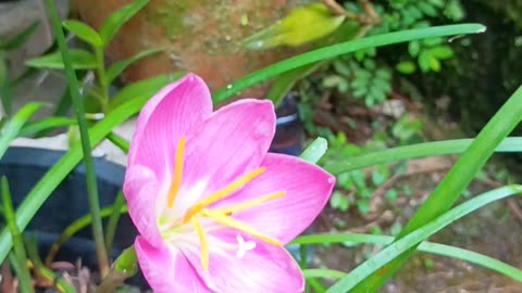 16.11.2025 Native Bees 2