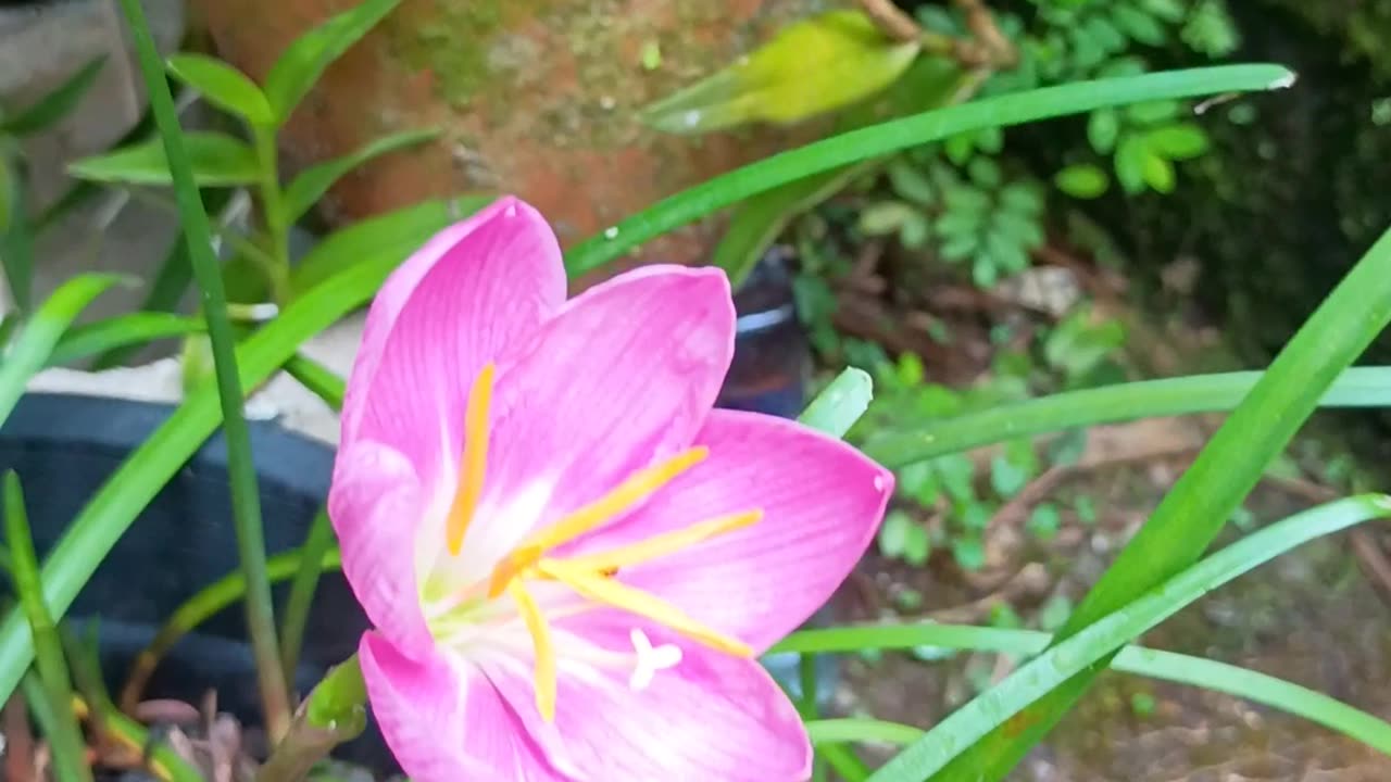 16.11.2025 Native Bees 2