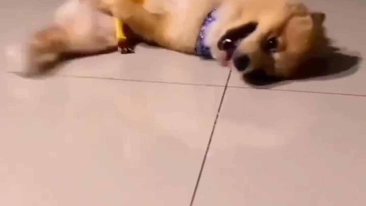 Animals funny video 🤣😅