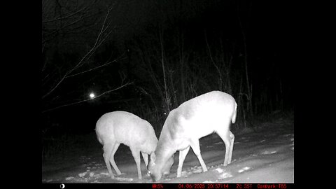 Deer Cam 01-06-2025