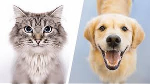 Who's Smarter - Cats or Dogs ? Surprise !