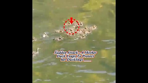 A Mother Duck's Courageous Stand: Leaping to Safeguard Her Ducklings___
