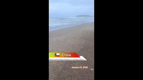 #Chile #Valparaiso #Cachagua #SandFleas #EnvironmentalNews #climate #anomaly #climatecrisis