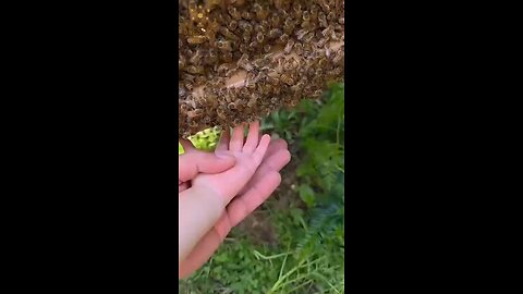 Love All Life Always #329 - Research Bees, & You'll Discover They Are Critical To Our Existence