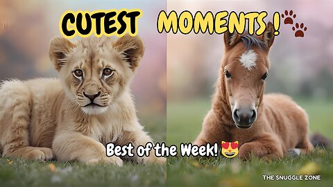 WEEKLY ANIMAL CUTENESS 🐶🐱 | The CUTEST Moments of the Week!