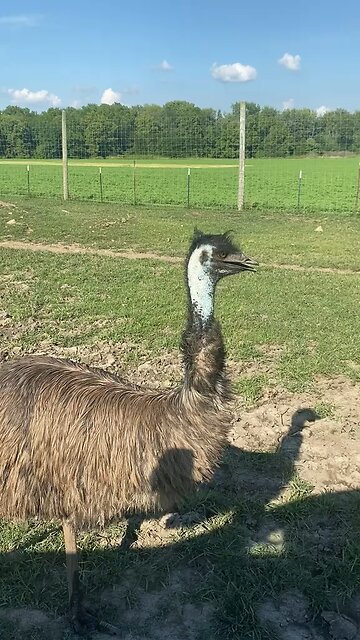 The Australian emu
