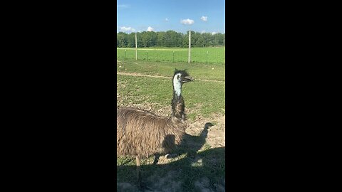 The Australian emu