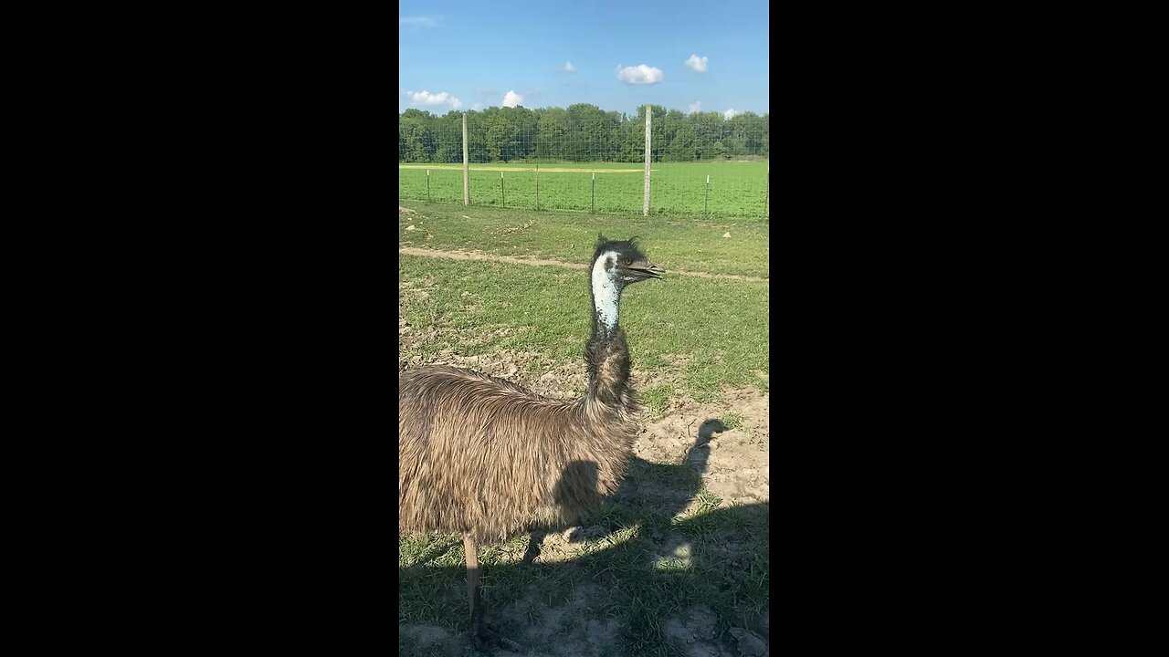 The Australian emu