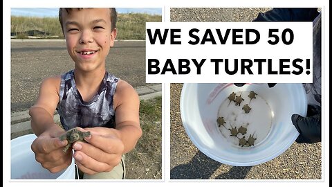 HATCHING BABY TURTLES!!!---TURTLE RESCUE