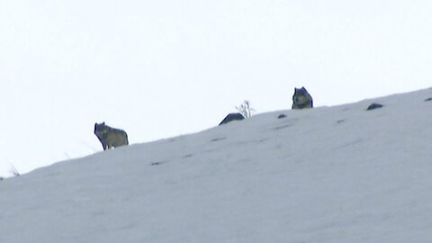 Elusive Wolves Sighted On Mountain Top