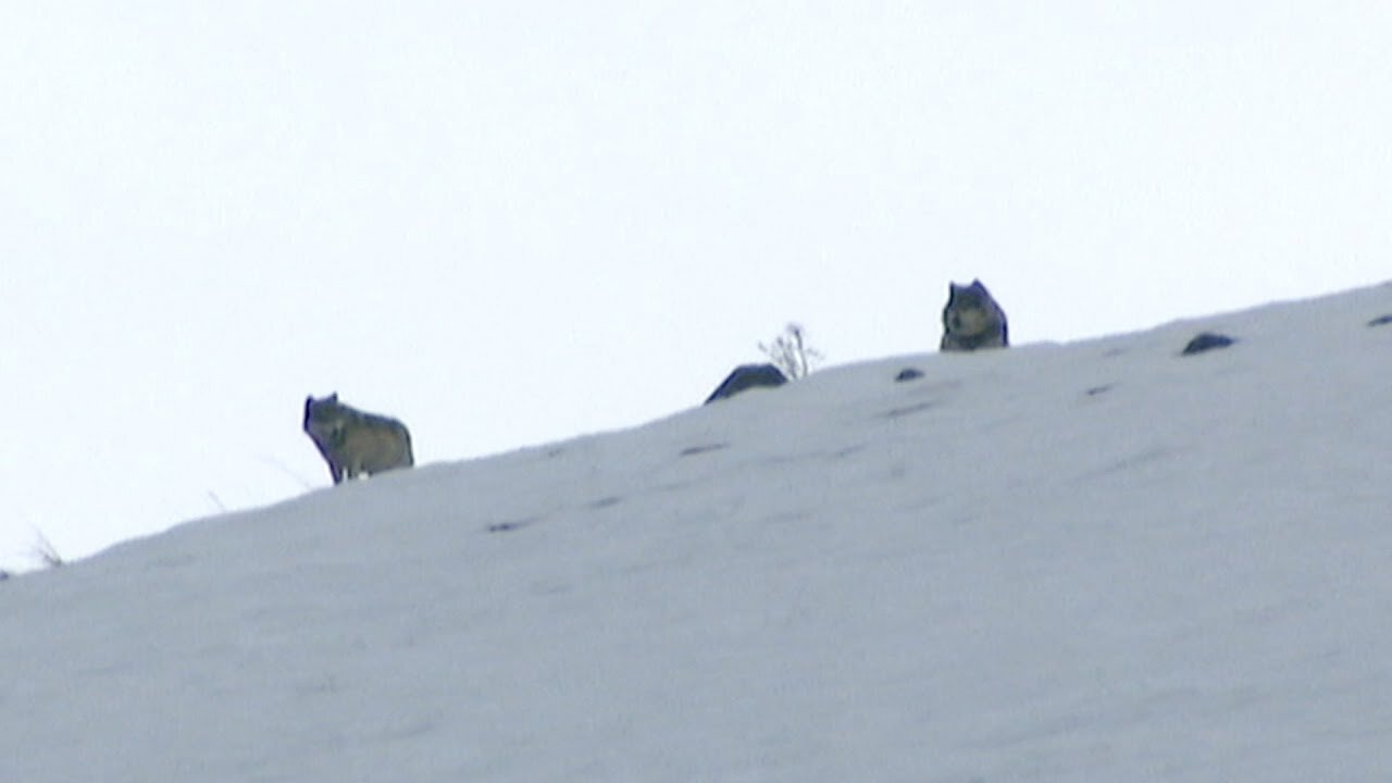 Elusive Wolves Sighted On Mountain Top