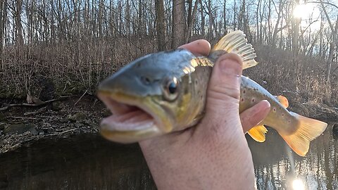 Beautiful Colors on This Trout! A Must-See! #shorts
