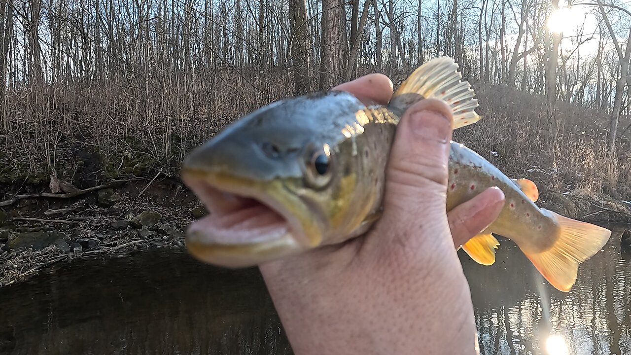 Beautiful Colors on This Trout! A Must-See! #shorts