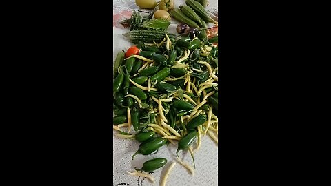 organic green chillies garden fresh