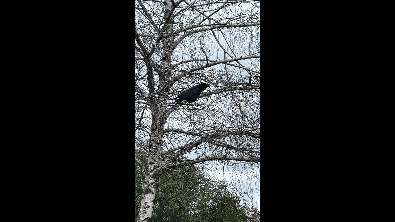 Crow cawing