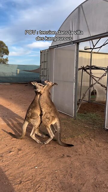 Kangaroos fighting 🤦🏻‍♂️