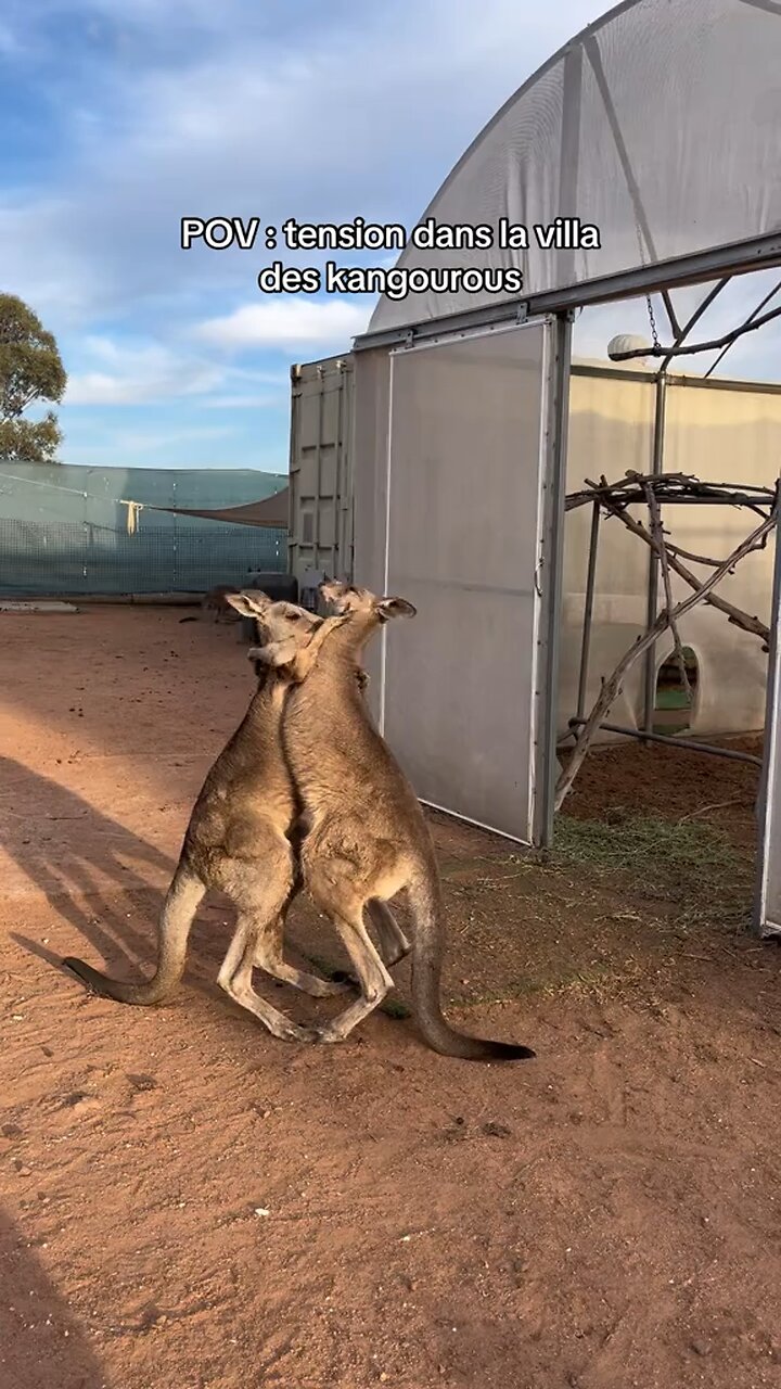 Kangaroos fighting 🤦🏻‍♂️