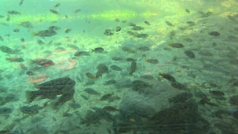 Tampa Busch Gardens Croc