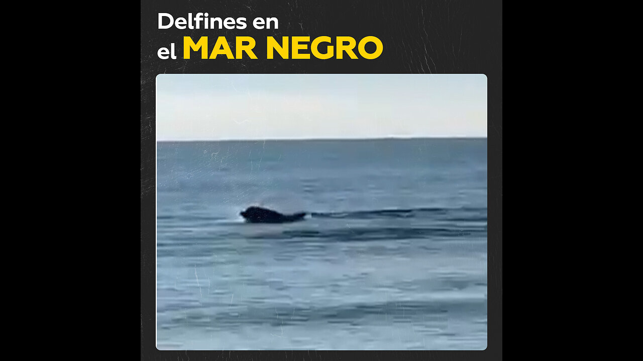 Avistamiento de delfines en la costa del mar Negro