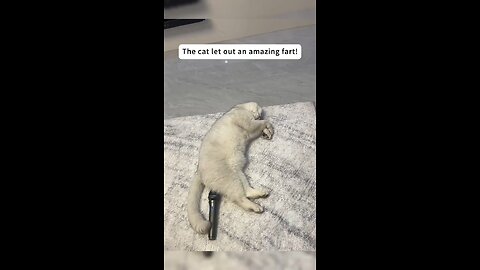 Cat's Farting 😸😸🤣