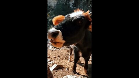 animal funny videos 😂🤣😂