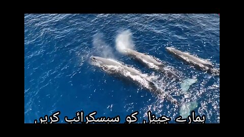 World’s Biggest Fishes 🌊 | حیران کن سمندری دیو مچھلیاں