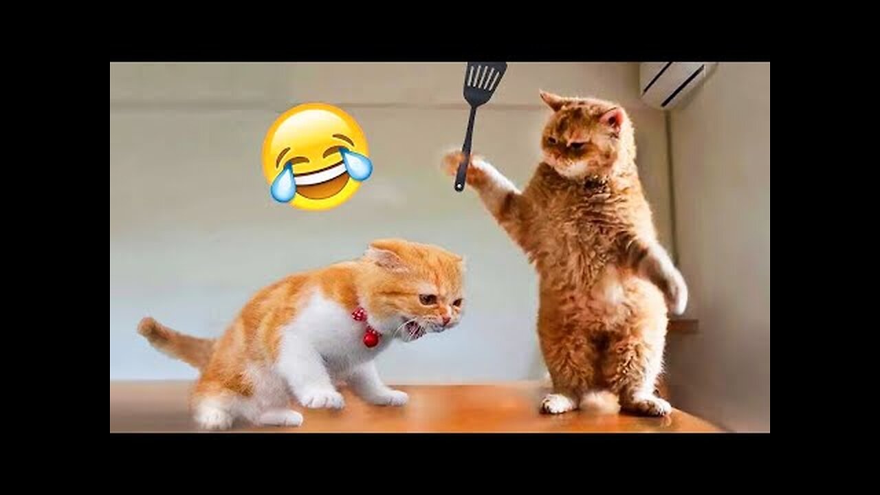 Funny Cats and Dogs Videos