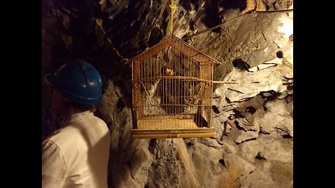 Darr Moon and the Canary in the Mine 09.25.2025