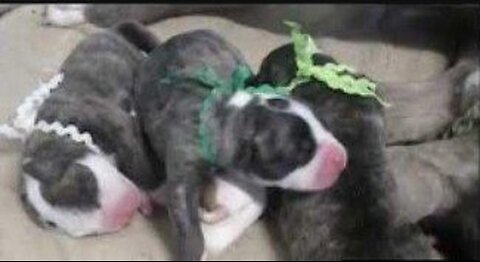 BEAUTIFUL! 2 Day Old Alapaha Puppies!! Lana Lou Lane Stock Lineage***